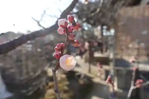 菅原天満宮（菅原神社）の自然