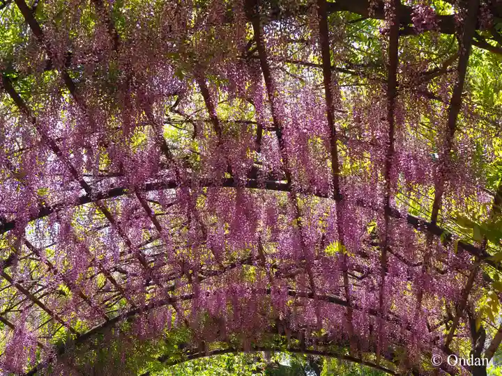 葛井寺(大阪府)