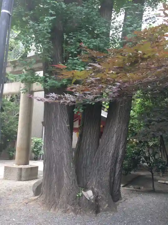 日本橋日枝神社の自然