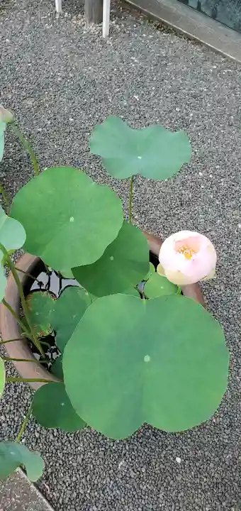 塩船観音寺の自然