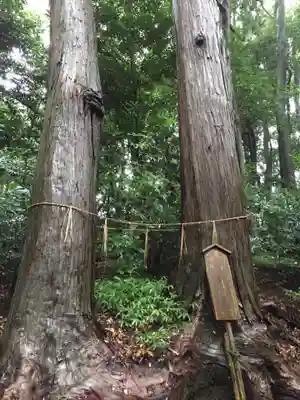 阿射加神社の自然