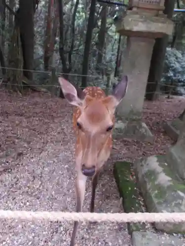 春日大社(奈良県)