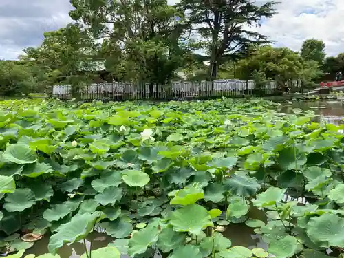 旗上弁財天社の自然