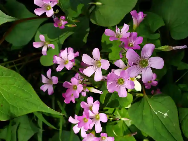 熊野神社(東京都)