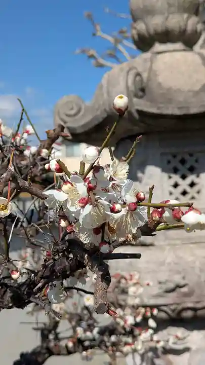 大松禅寺(京都府)