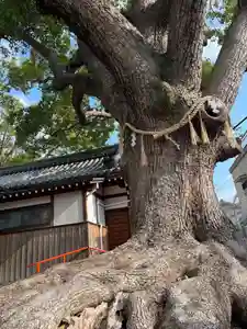 阿保神社(大阪府)(2024年02月01日(木) 15時36分36秒投稿)