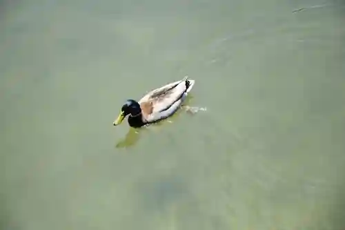 平安神宮の動物