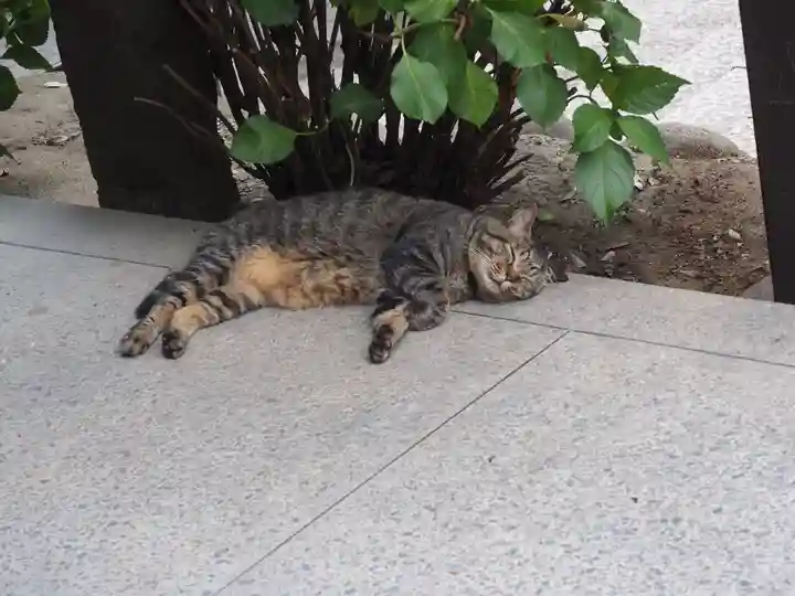 所澤神明社の動物