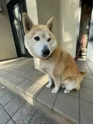 笠䅣稲荷神社の{uncategorized: "未分類", other: "その他", undefined: "問題あり", building: "その他建物", grave: "お墓", sacred_gate: "鳥居", guardian: "狛犬", statue: "像", buddha: "仏像", history: "歴史", nature: "自然", garden: "庭園", animal: "動物", pagoda: "塔", temizu: "手水舎", mountain_gate: "山門・神門", sanctuary: "本殿・本堂", subordinate: "末社・摂社", art: "芸術", scenery: "景色", jizo: "地蔵", ema: "絵馬", goshuin: "御朱印", omikuji: "おみくじ", items: "授与品その他", amulet: "お守り", goshuincho: "御朱印帳", eats: "食事", festival: "お祭り", votive_dance: "神楽", shichigosan: "七五三参", wedding: "結婚式", experience: "体験その他", initially: "初詣", around: "周辺", anti_infection: "感染症対策"}