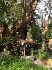 來宮神社の自然