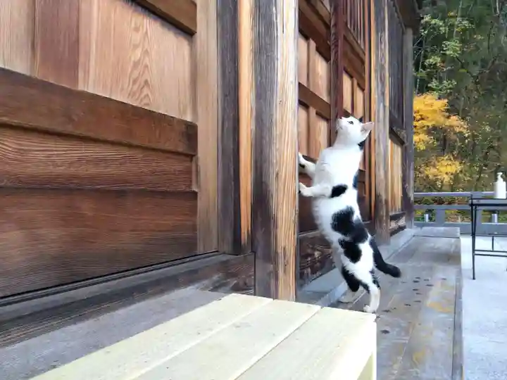御誕生寺(猫寺)(福井県)