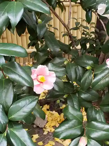 銀杏岡八幡神社の自然