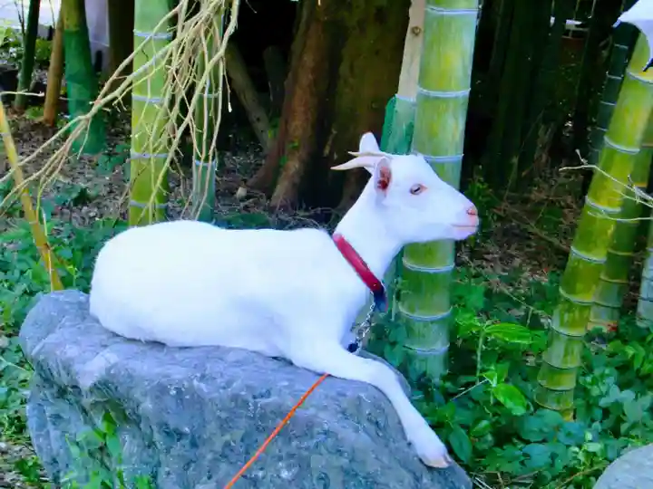 出雲大社相模分祠の動物