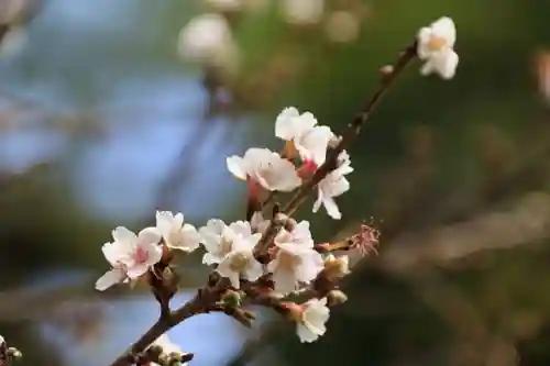 鹿島大神宮の庭園