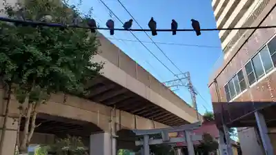 梅島天満宮の動物