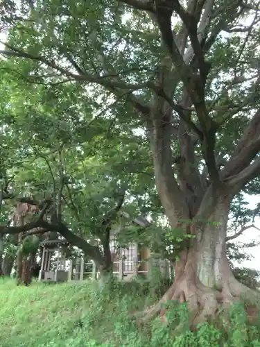 神明神社(千葉県)