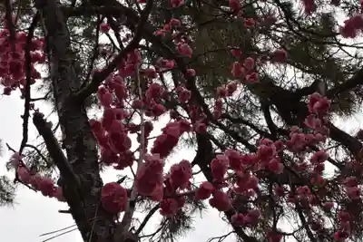 長浜八幡宮の自然
