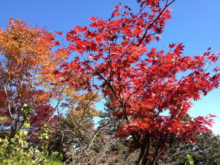 武蔵御嶽神社の自然