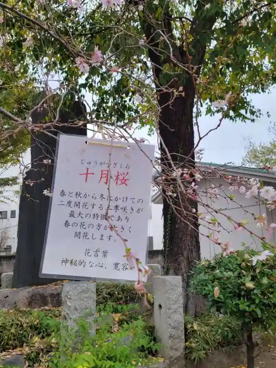 千住神社の自然