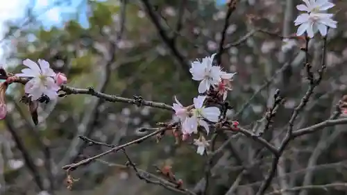 平野神社(京都府)
