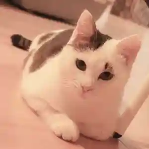 天王山 安楽寺(福井県)(2024年02月04日(日) 16時52分37秒投稿)