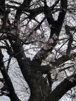 尾張猿田彦神社の自然