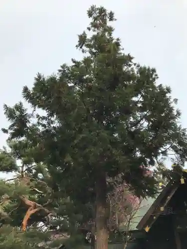 琴似神社の自然