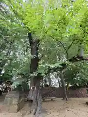 中山神社の自然