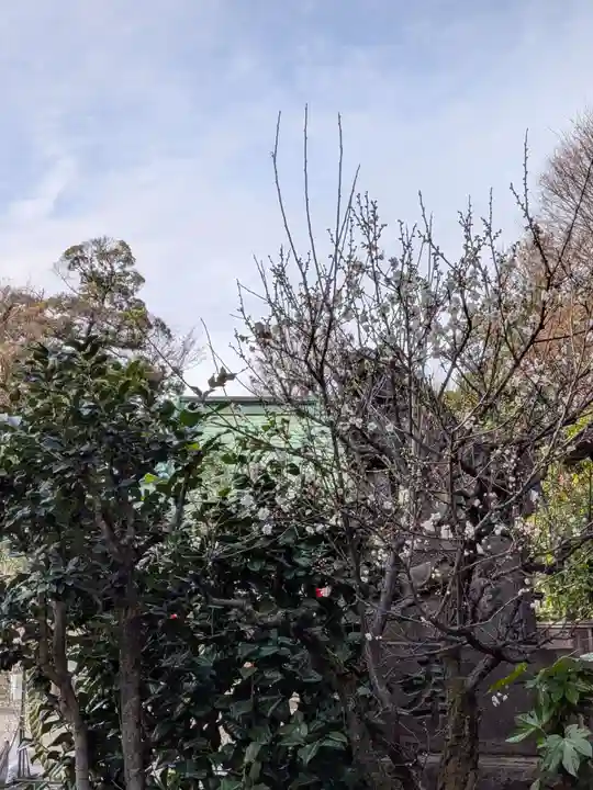 高円寺天祖神社(東京都)