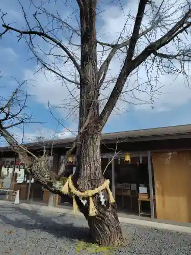 津島神社の{uncategorized: "未分類", other: "その他", undefined: "問題あり", building: "その他建物", grave: "お墓", sacred_gate: "鳥居", guardian: "狛犬", statue: "像", buddha: "仏像", history: "歴史", nature: "自然", garden: "庭園", animal: "動物", pagoda: "塔", temizu: "手水舎", mountain_gate: "山門・神門", sanctuary: "本殿・本堂", subordinate: "末社・摂社", art: "芸術", scenery: "景色", jizo: "地蔵", ema: "絵馬", goshuin: "御朱印", omikuji: "おみくじ", items: "授与品その他", amulet: "お守り", goshuincho: "御朱印帳", eats: "食事", festival: "お祭り", votive_dance: "神楽", shichigosan: "七五三参", wedding: "結婚式", experience: "体験その他", initially: "初詣", around: "周辺", anti_infection: "感染症対策"}