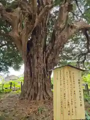 安養院　(田代寺）(神奈川県)