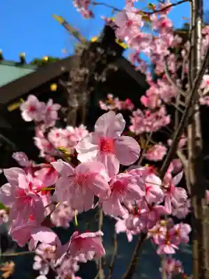 東京大神宮(東京都)