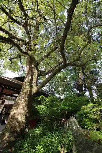 秩父神社の自然