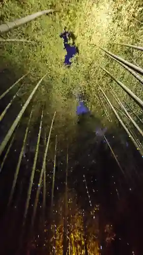 高台寺（高台寿聖禅寺・高臺寺）(京都府)