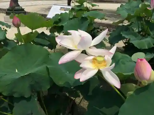本山専修寺(三重県)