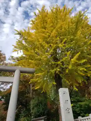 阿佐ヶ谷神明宮(東京都)