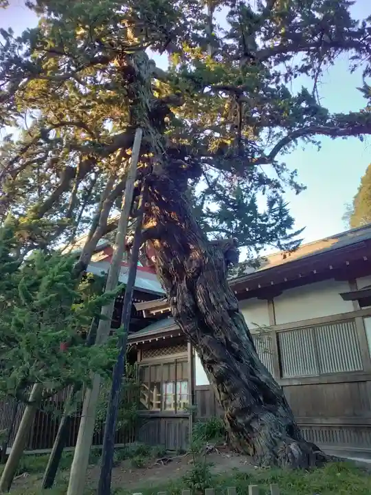 鶴岡八幡宮の自然