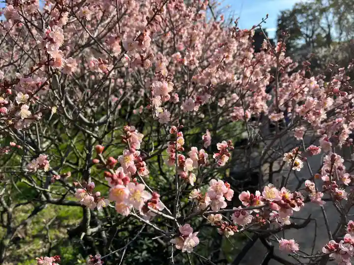 道明寺天満宮(大阪府)