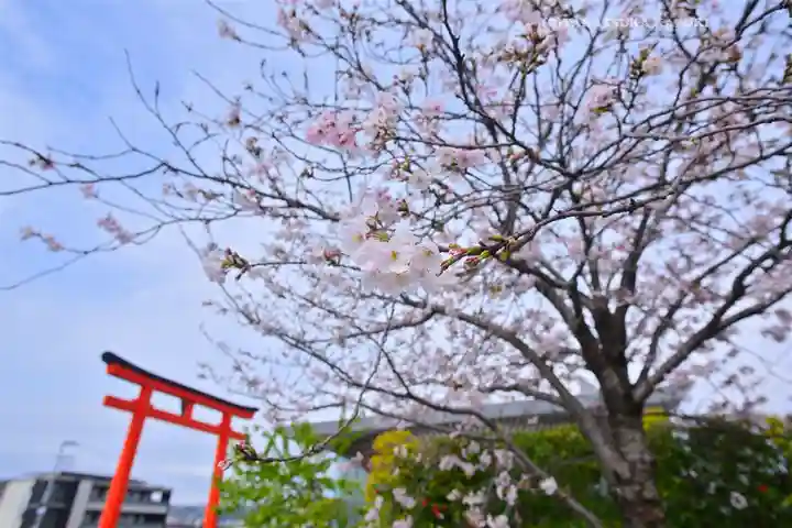富士山本宮浅間大社(静岡県)