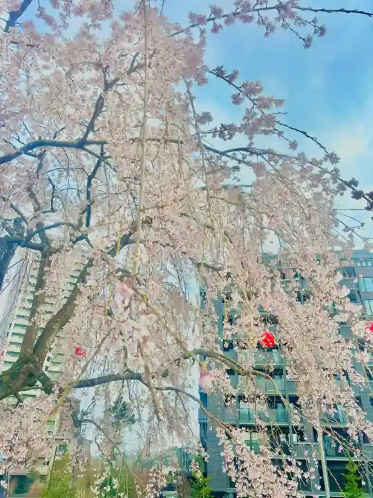 櫻岡大神宮の自然