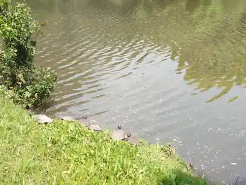 菊田神社の動物