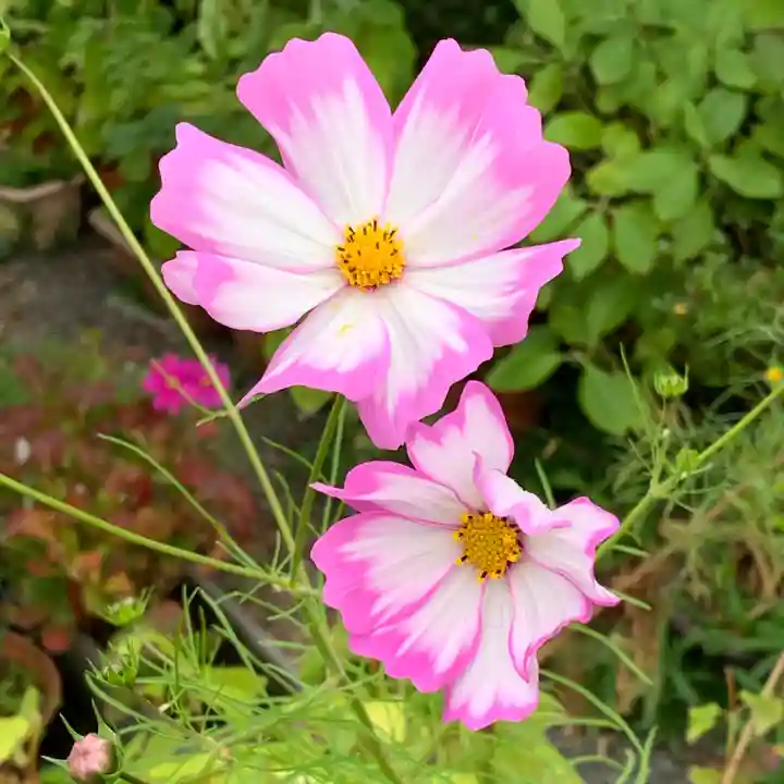 豊景神社の自然