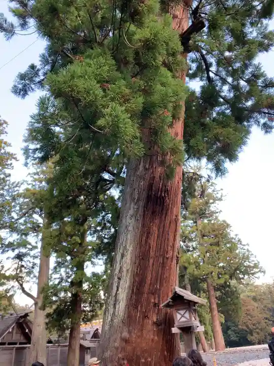 伊勢神宮外宮(豊受大神宮)の自然