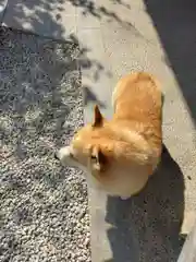 大善寺の動物