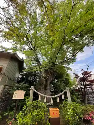 溝口神社(神奈川県)