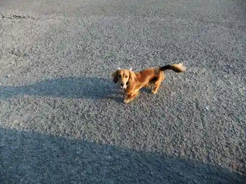 琴尾神社(長崎県)