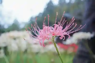 南原寺(山口県)