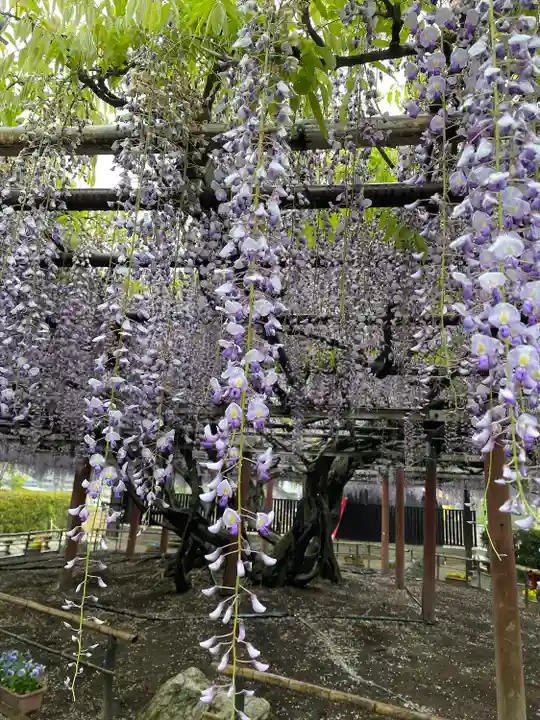 太巌寺(ふじの寺)の自然