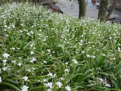 駒込富士神社の自然