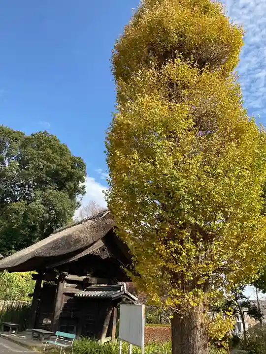横浜 西方寺の自然